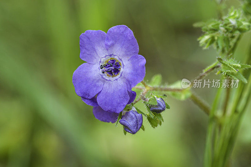 金管观花(Pholistoma auritum)是琉璃苣科的一种开花植物，俗称蓝花(blue fiestflower)。托罗县公园，蒙特利县，加利福尼亚州。紫草科。